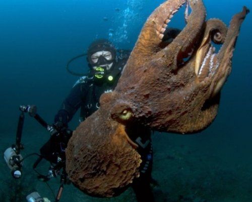 Μια βουτιά σε ένα διαφορετικό κόσμο