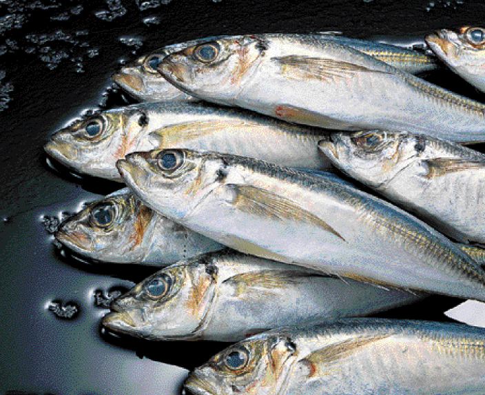 Εντοπίστηκαν αλιεύματα ακατάλληλα για κατανάλωση