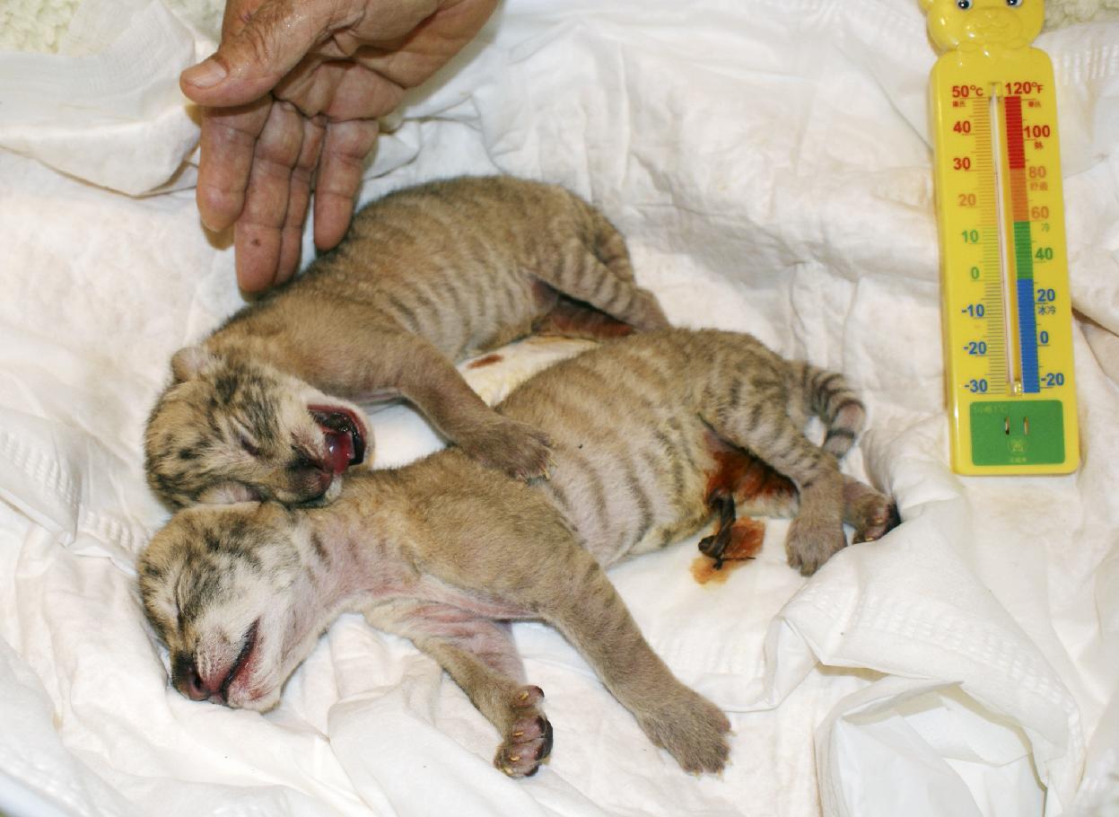 Νεογέννητα «ligers»
