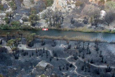 Άμεσα αναδασωτέο κηρύχτηκε το φοινικόδασος της Πρέβελης