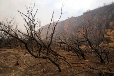 «Καμπάνα» εισαγγελέα για τη φωτιά στην Ηλεία