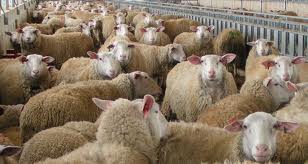 Εστία ευλογιάς εντοπίστηκε σε πρόβατα σε περιοχή της Σίνδου