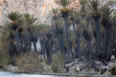 Το φοινικόδασος πρέπει να «ξαναζωντανέψει»