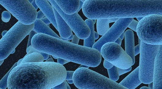 Τρισεκατομμύρια μικρόβια ζουν στο ανθρώπινο σώμα