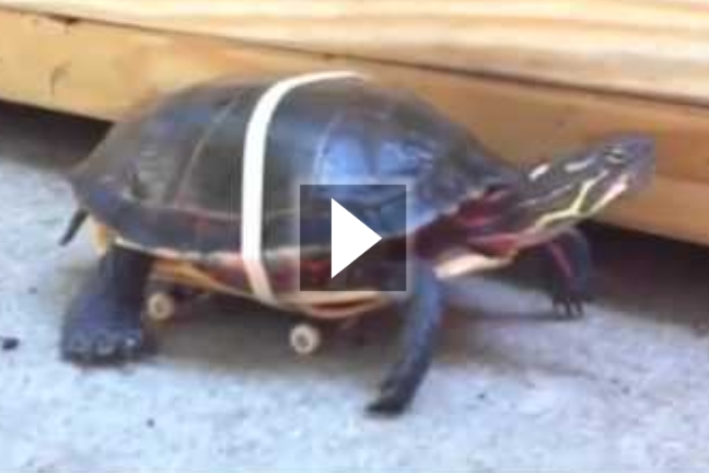 Η πιο γρήγορη χελώνα