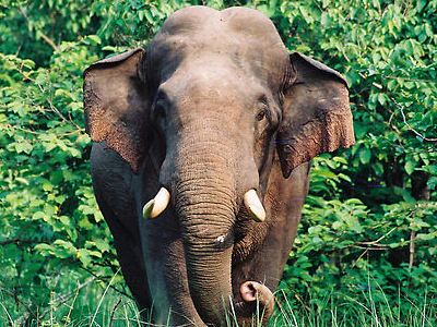 «Ζώο Εθνικής Κληρονομιάς» ο ελέφαντας στην Ινδία