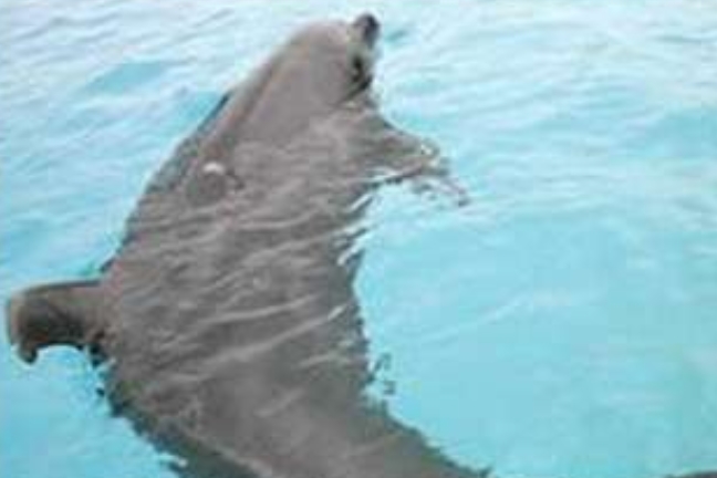 Το δελφίνι με την τεχνητή ουρά