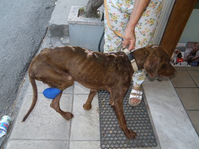 Τον έκαψαν ζωντανό στη Μυτιλήνη, τον έσωσε η «Κιβωτός»