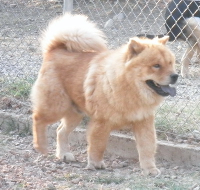 Ο παρατημένος Αλφ