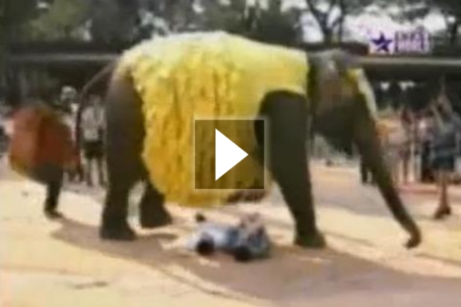 Μην κάθεσαι κάτω από τον ελέφαντα