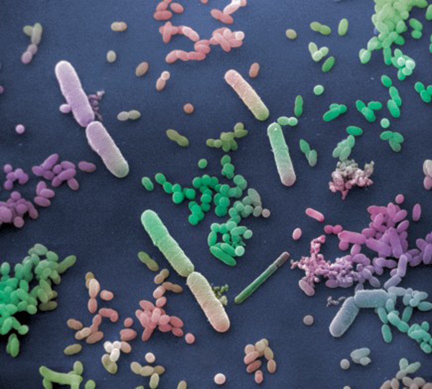 Τα μικρόβια είναι φίλοι μας