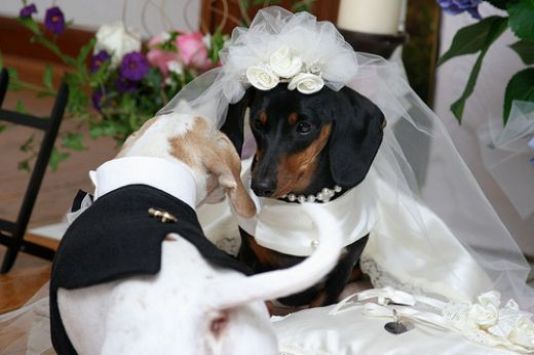Τι θα φορέσει ο σκύλος σας στο γάμο;