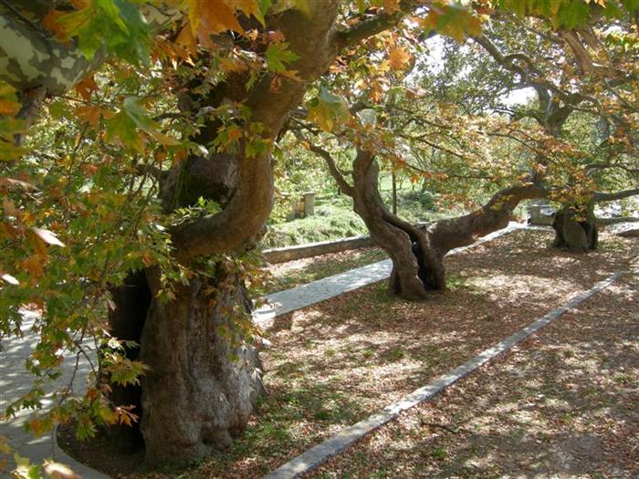 Τα αιωνόβια πλατάνια της Ηπείρου κινδυνεύουν