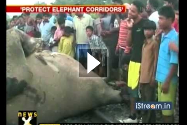 Τρένο σκότωσε 7 ελέφαντες