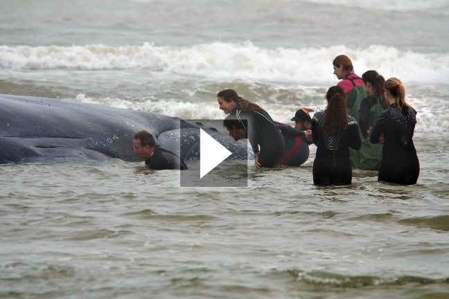 Δεκάδες φάλαινες νεκρές σε παραλία της Νέας Zηλανδίας
