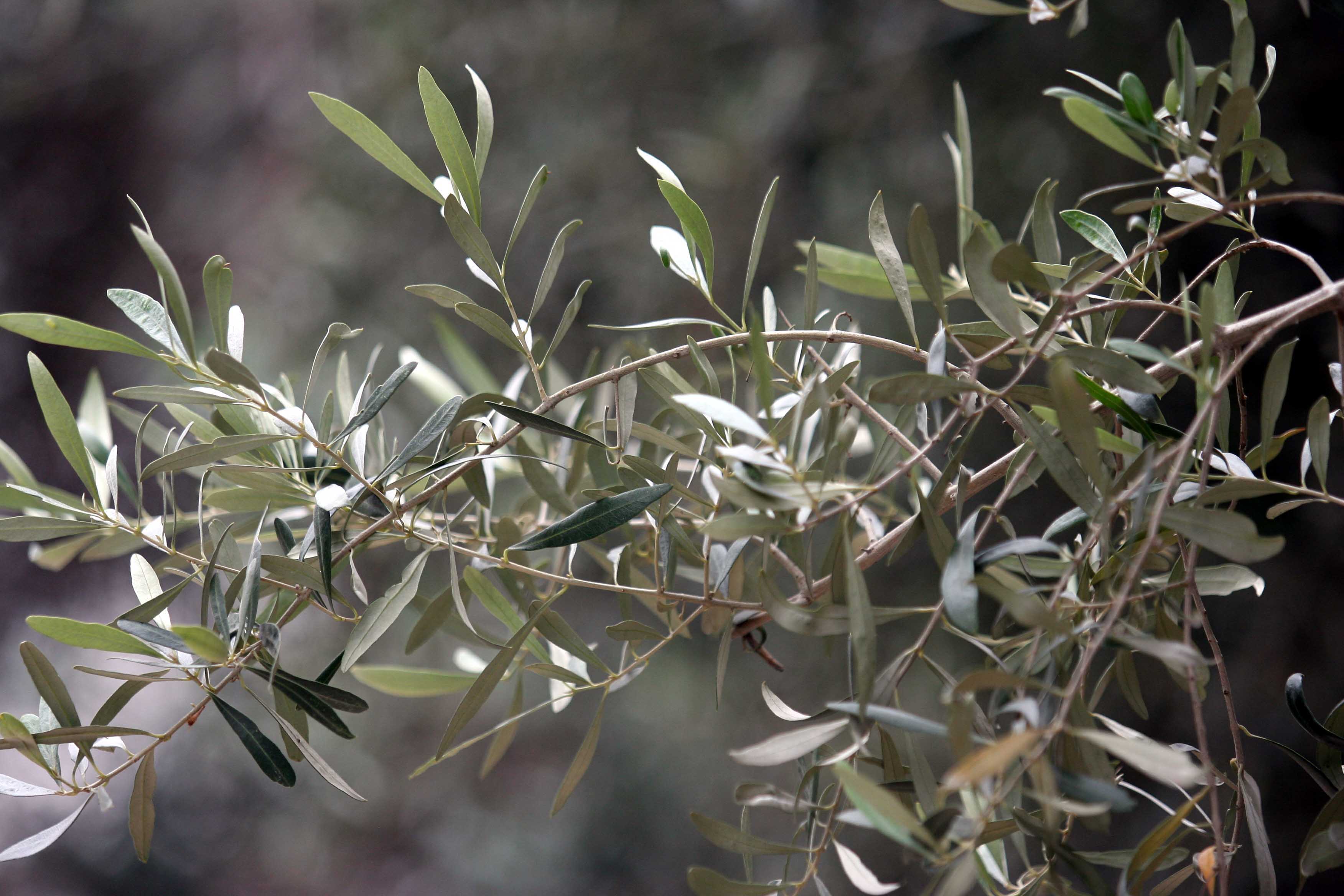 Η αρχαιότερη ελιά θα στεφανώσει την ελληνική Ολυμπιακή αποστολή