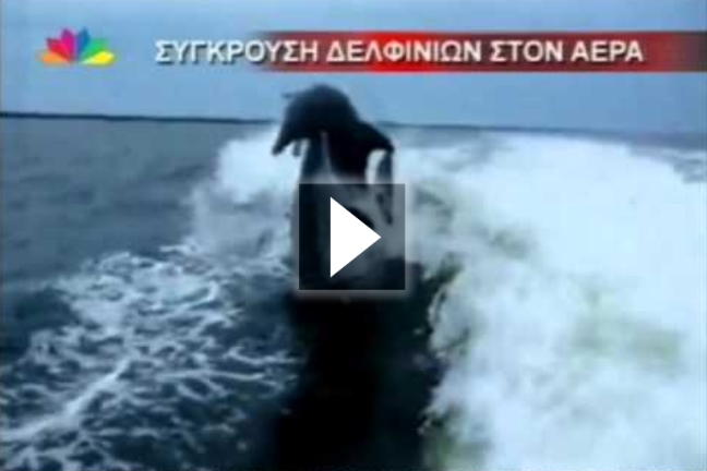Δελφίνια συγκρούστηκαν… στον αέρα