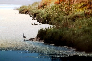 Απειλείται η βιωσιμότητα της λιμνοθάλασσας Κοτυχίου