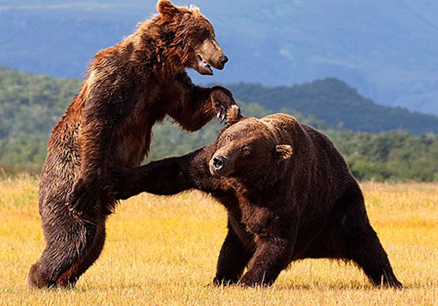 Πιο αποτελεσματικό το σπρέι στις επιθέσεις αρκούδων