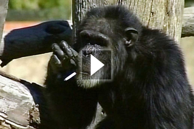 Απεβίωσε ο καπνιστής χιμπαντζής