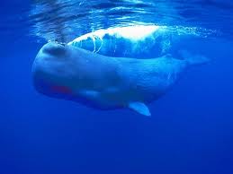 Φάλαινα έγινε… μαραθωνοδρόμος για να βρει ταίρι