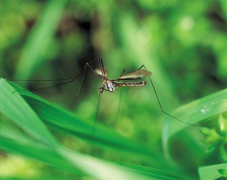 Αεροψεκασμοί για τα κουνούπια με καθυστέρηση στον Έβρο