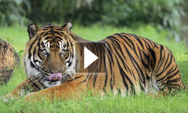 Η κάμερα του WWF κατέγραψε την καταστροφή