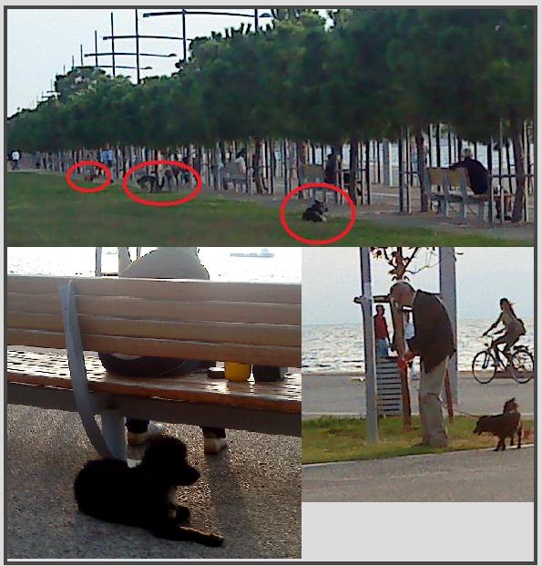 Πάρκο νέας παραλίας… σκύλων