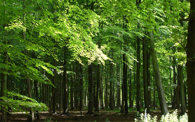 Η αύξηση της θερμοκρασίας συρρικνώνει τα δάση
