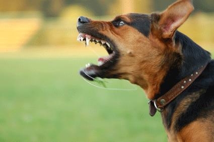 Κινδύνευσε κτηνοτρόφος από επίθεση σκυλιών