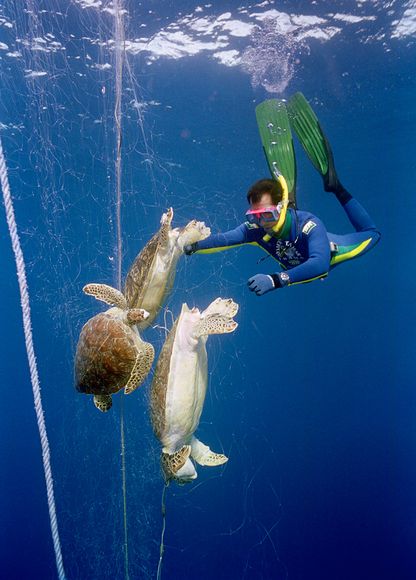 Οι θαλάσσιες χελώνες κινδυνεύουν