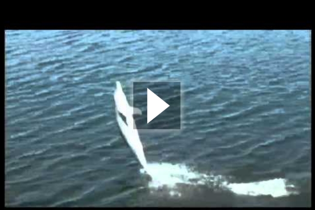 Όταν τα δελφίνια «περπατούν» στο νερό