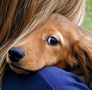 Προσέξτε τις αλλεργίες που εμφανίζουν τα σκυλιά