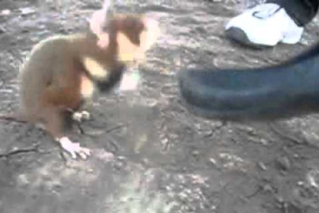 Kung fu hamster