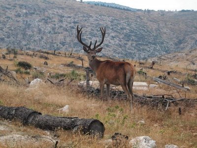 Κεφάλι ελαφιού βρέθηκε σε σακούλα στην Πάρνηθα