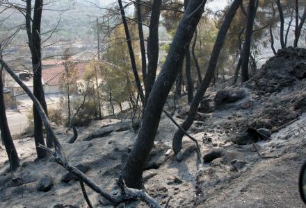 Φύτρωσαν ελιές στα καμένα της Ηλείας