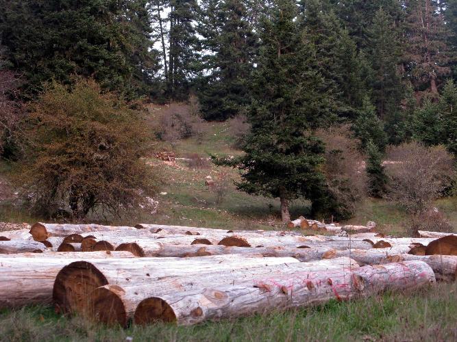 Συμμορίες ξυλοκόπων αφανίζουν τα δάση