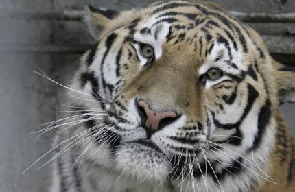 Τα ορυχεία γαιάνθρακα απειλούν τις τίγρεις της Ινδίας