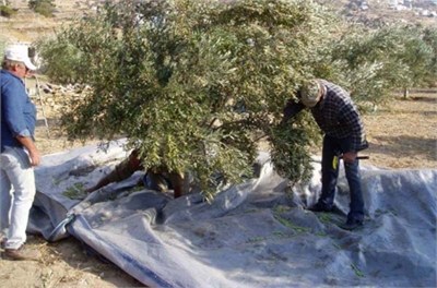 Μειωμένη έως και 70% η φετινή παραγωγή ελιάς στο νομό Χαλκιδικής