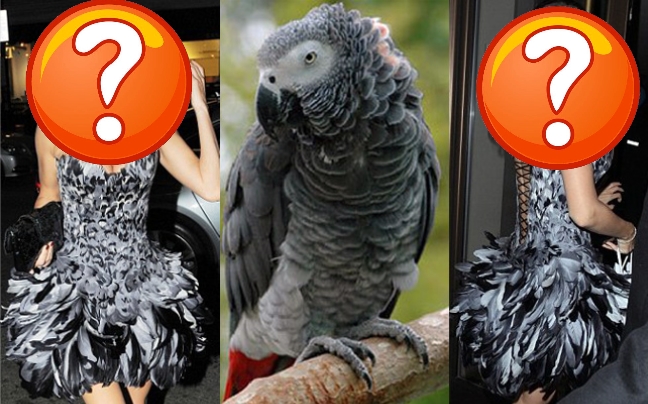 Μα καλά πόσους παπαγάλους μάδησε για να ντυθεί;