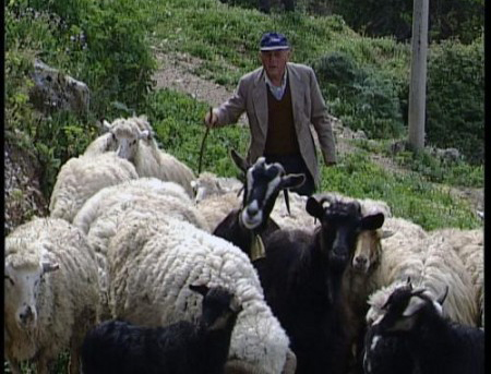 Δηλητηρίασαν τα ζώα ηλικιωμένου κτηνοτρόφου