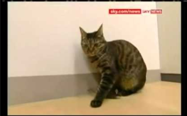 Η… αφύσικη σχέση γάτας με ποντίκι