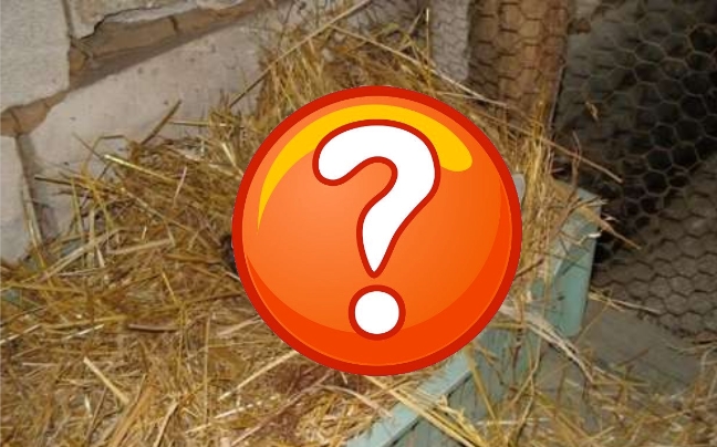Νέα δεδομένα στο ερώτημα για το αν έκανε η κότα αυγό…