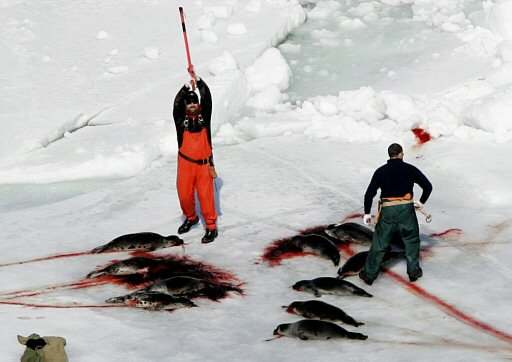Σκότωσαν φώκιες με ρόπαλα