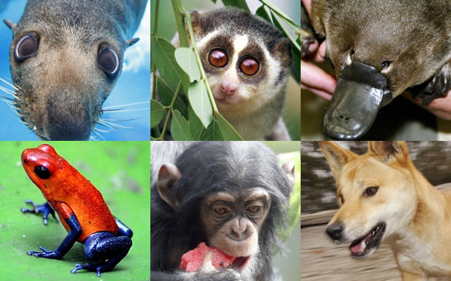 animalspress.blogspot.com
