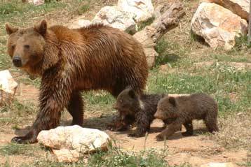 Προστατεύει τις αρκούδες του ο Δήμος Καλαμπάκας