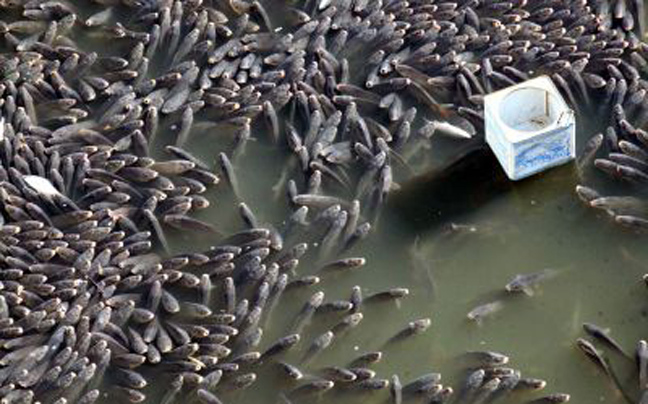Χιλιάδες νεκρά ψάρια στη λίμνη Κάρλα