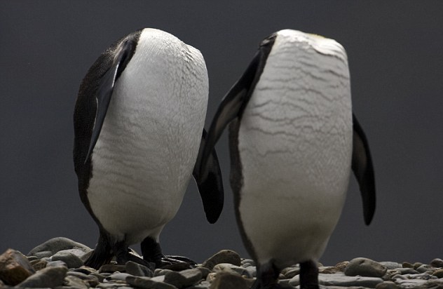 Δύο ακέφαλοι πιγκουίνοι