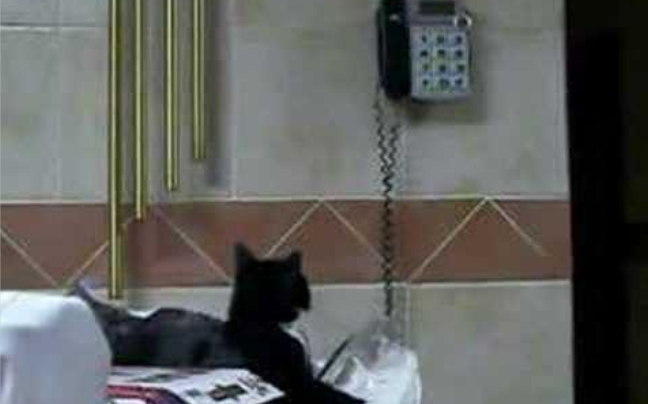 Γάτα&#8230; τηλεφωνήτρια