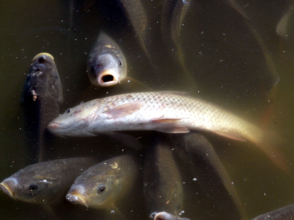 Ο ιός της νευρικής νέκρωσης σκότωσε ξανά ψάρια στο Ιόνιο